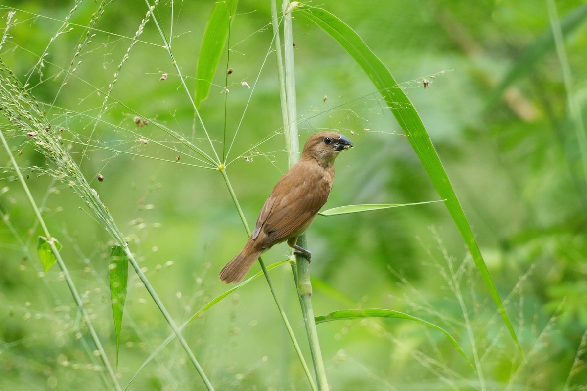 Scaly-breasted Munia - ML623424907