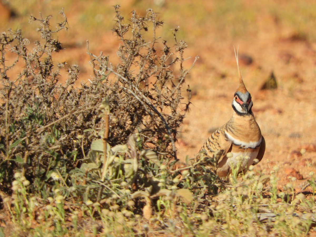 Spinifex Pigeon - ML623424940