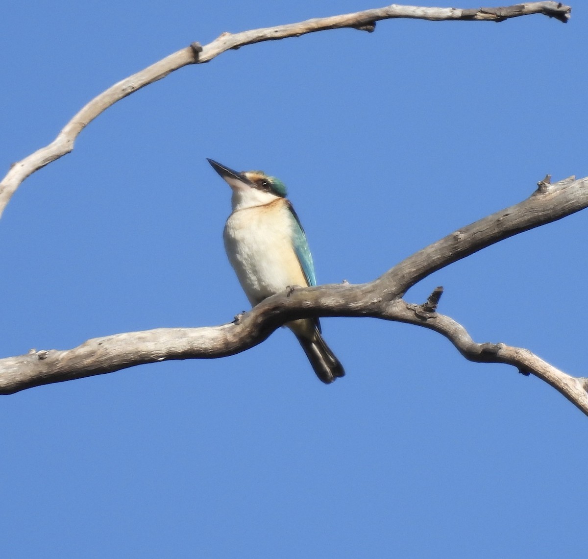 Sacred Kingfisher - ML623424944