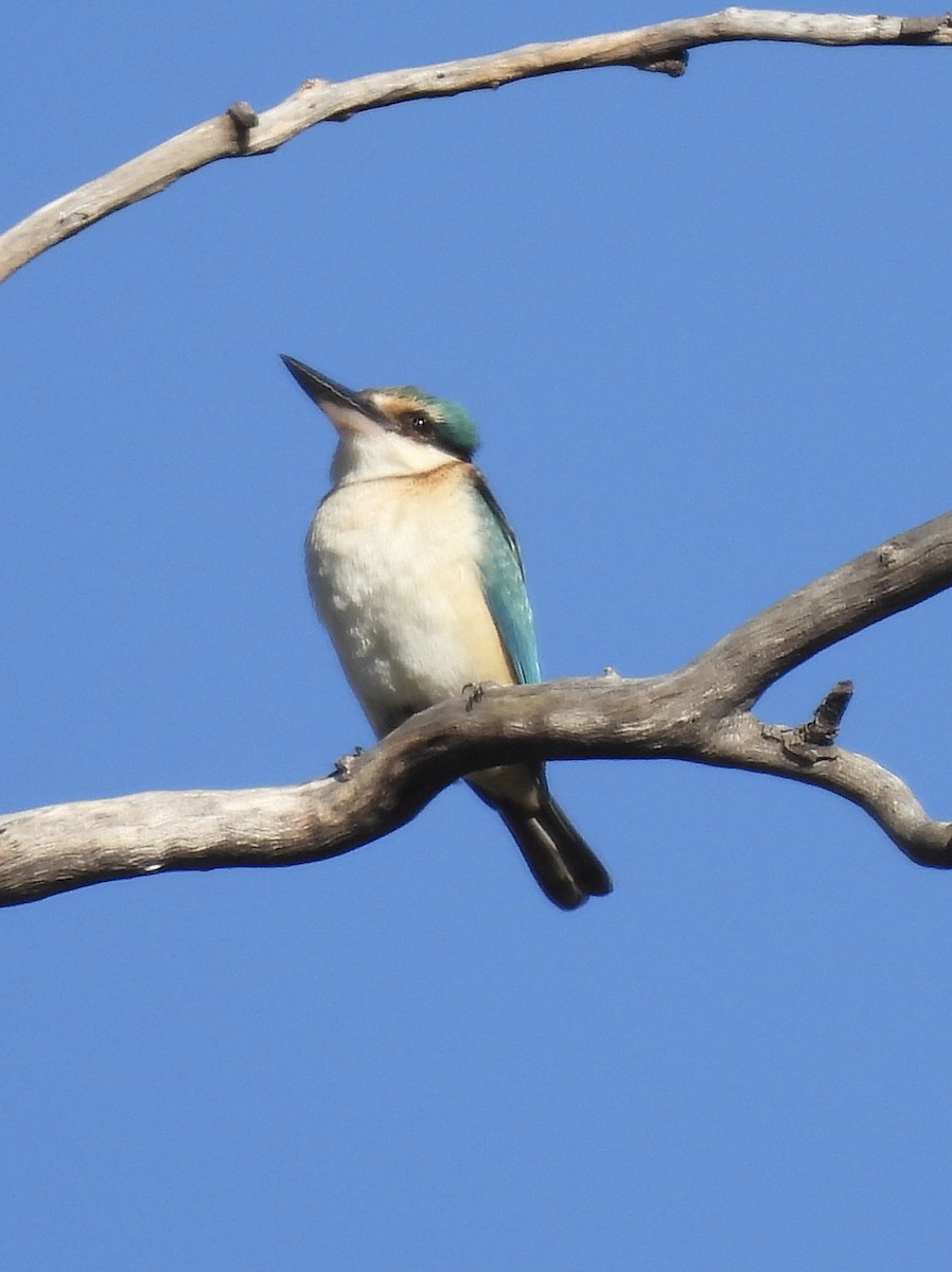 Sacred Kingfisher - ML623424946