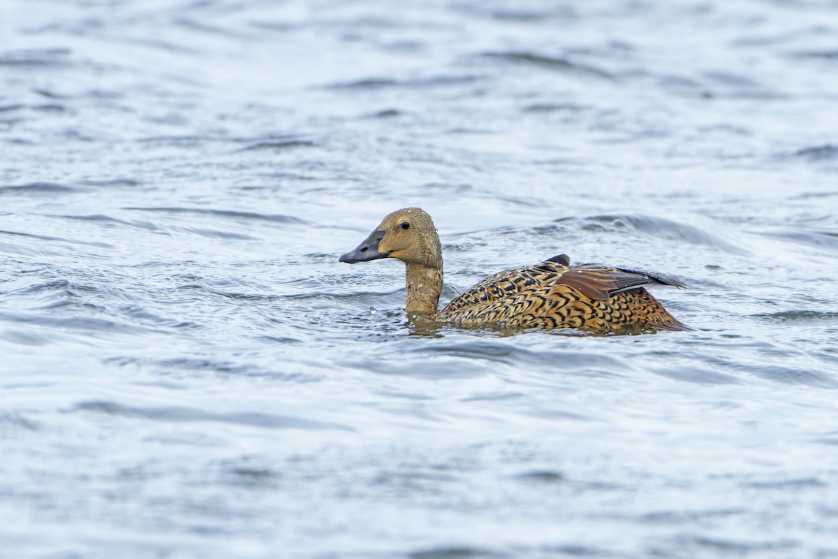 Eider à tête grise - ML623424954