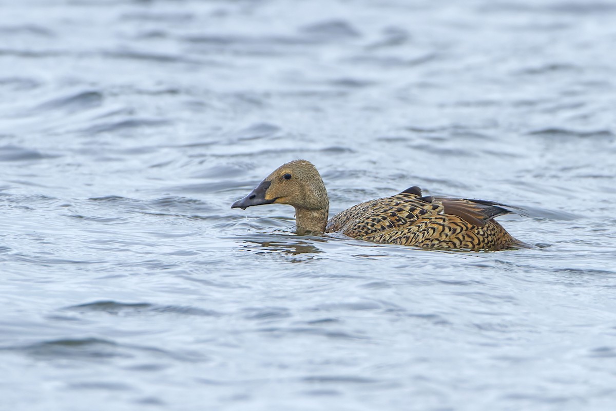 Eider à tête grise - ML623424955