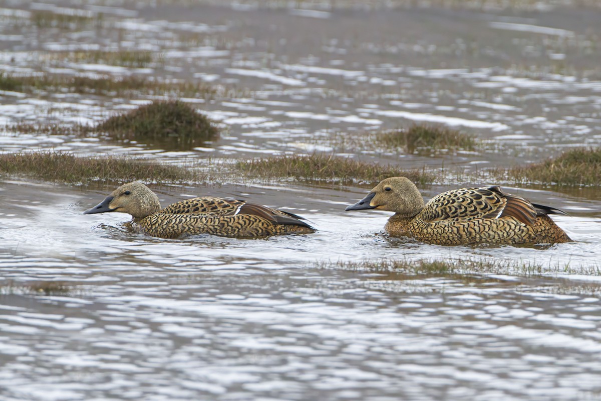 King Eider - Michael Dvorak