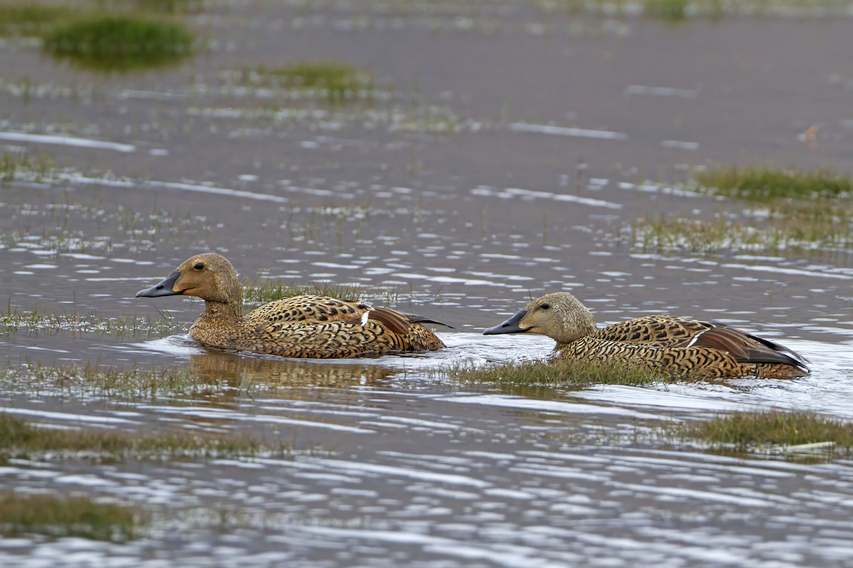 King Eider - ML623424957