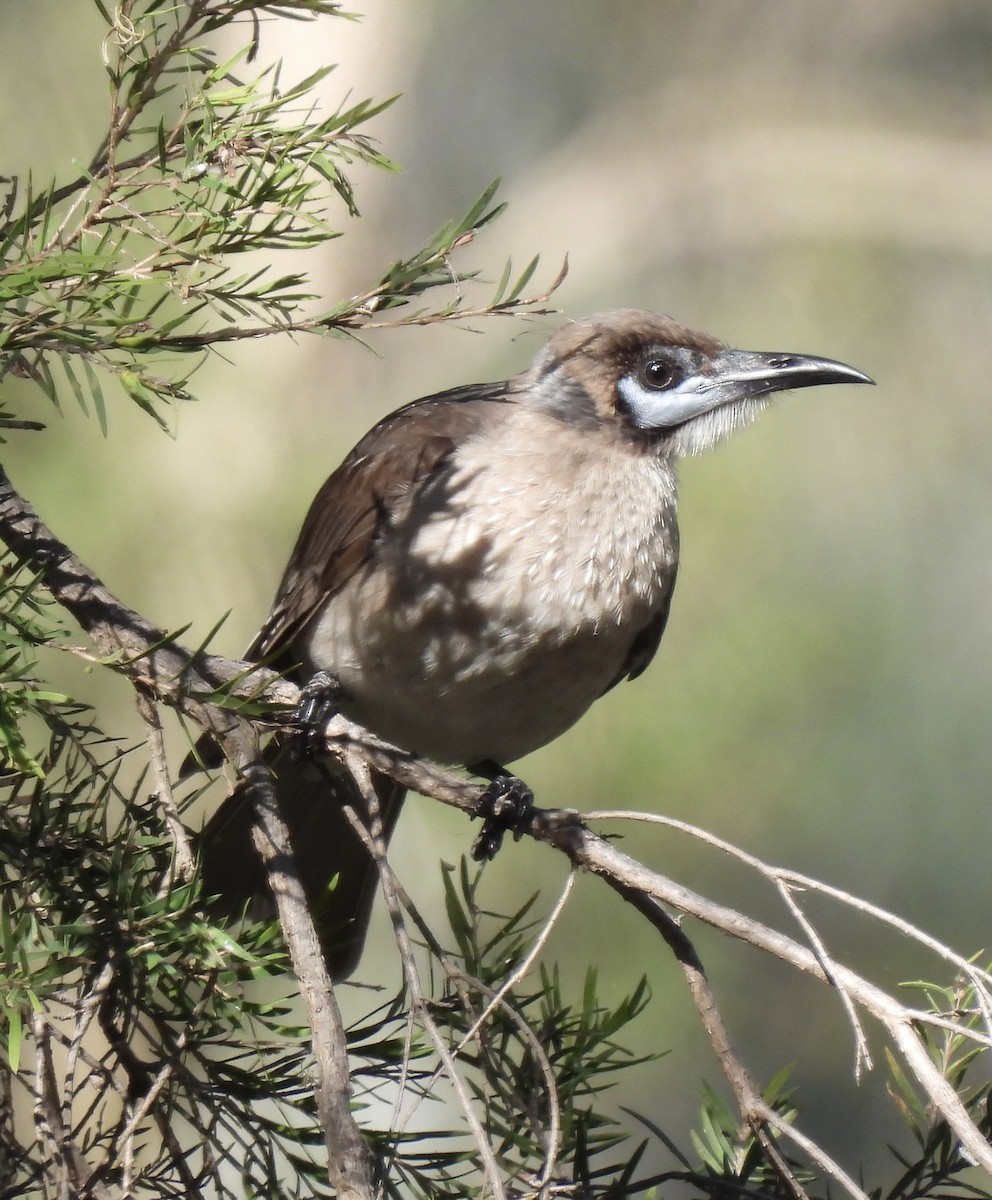 Little Friarbird - ML623424959