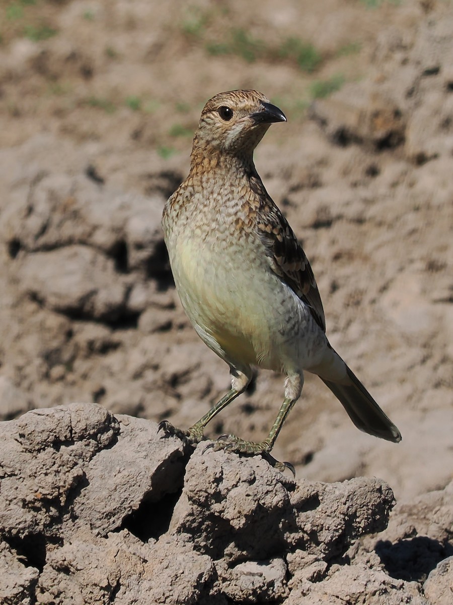 Spotted Bowerbird - ML623424966