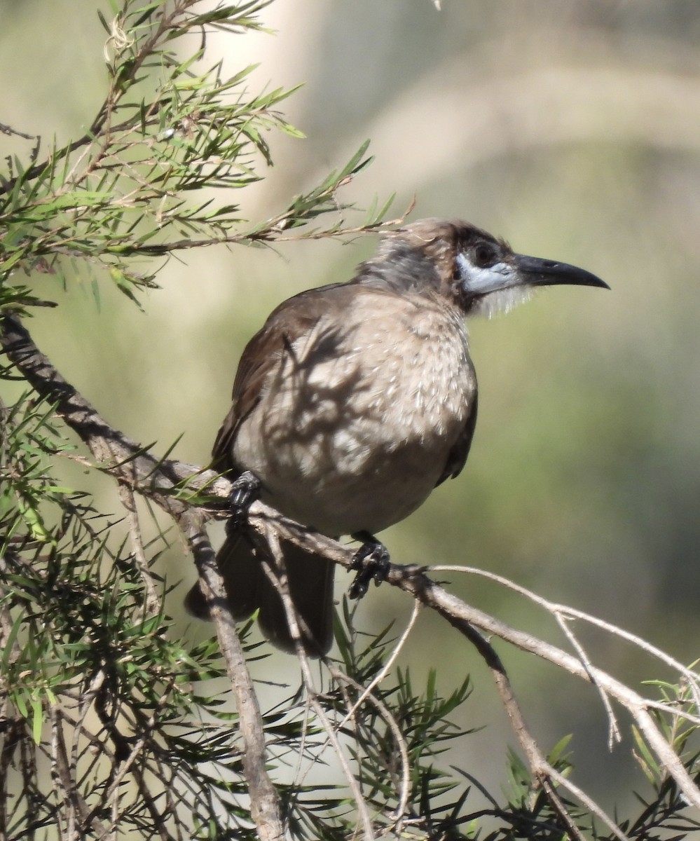 Little Friarbird - ML623424981