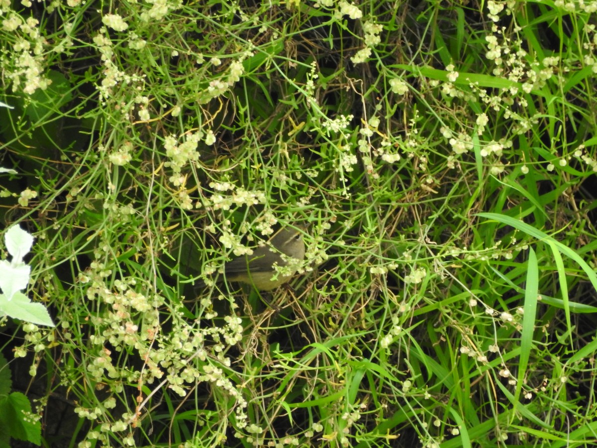 Mosquitero del Pamir - ML623424989