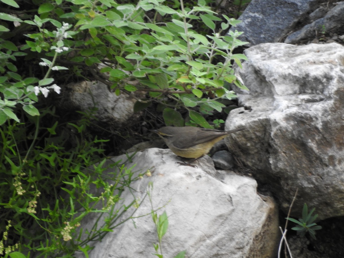 Sulphur-bellied Warbler - ML623424991