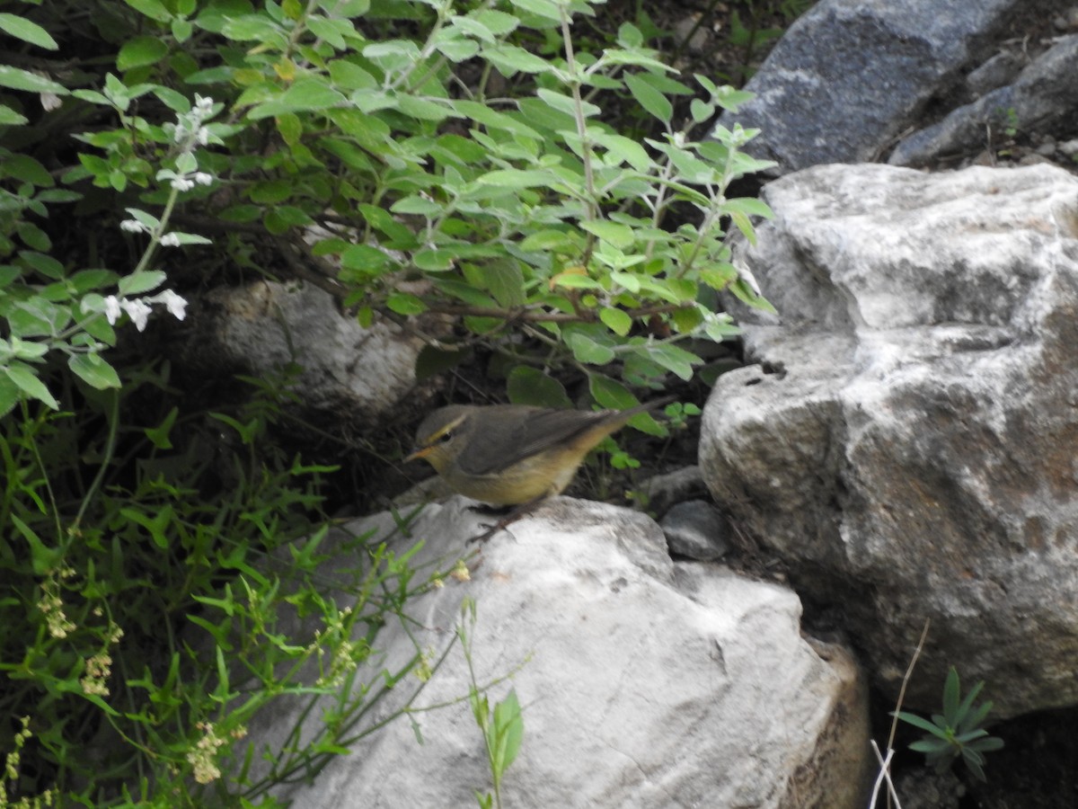 Sulphur-bellied Warbler - Azan Karam