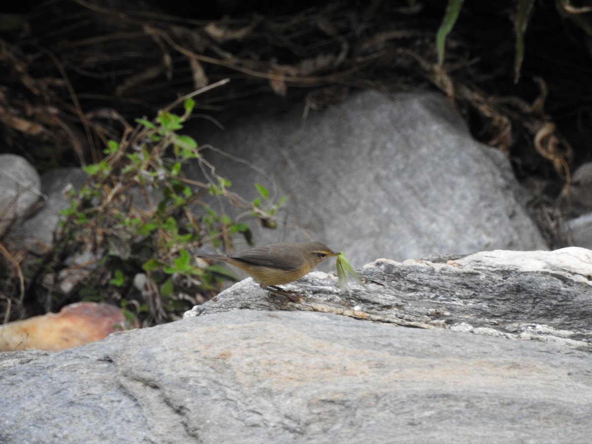 Sulphur-bellied Warbler - ML623424997