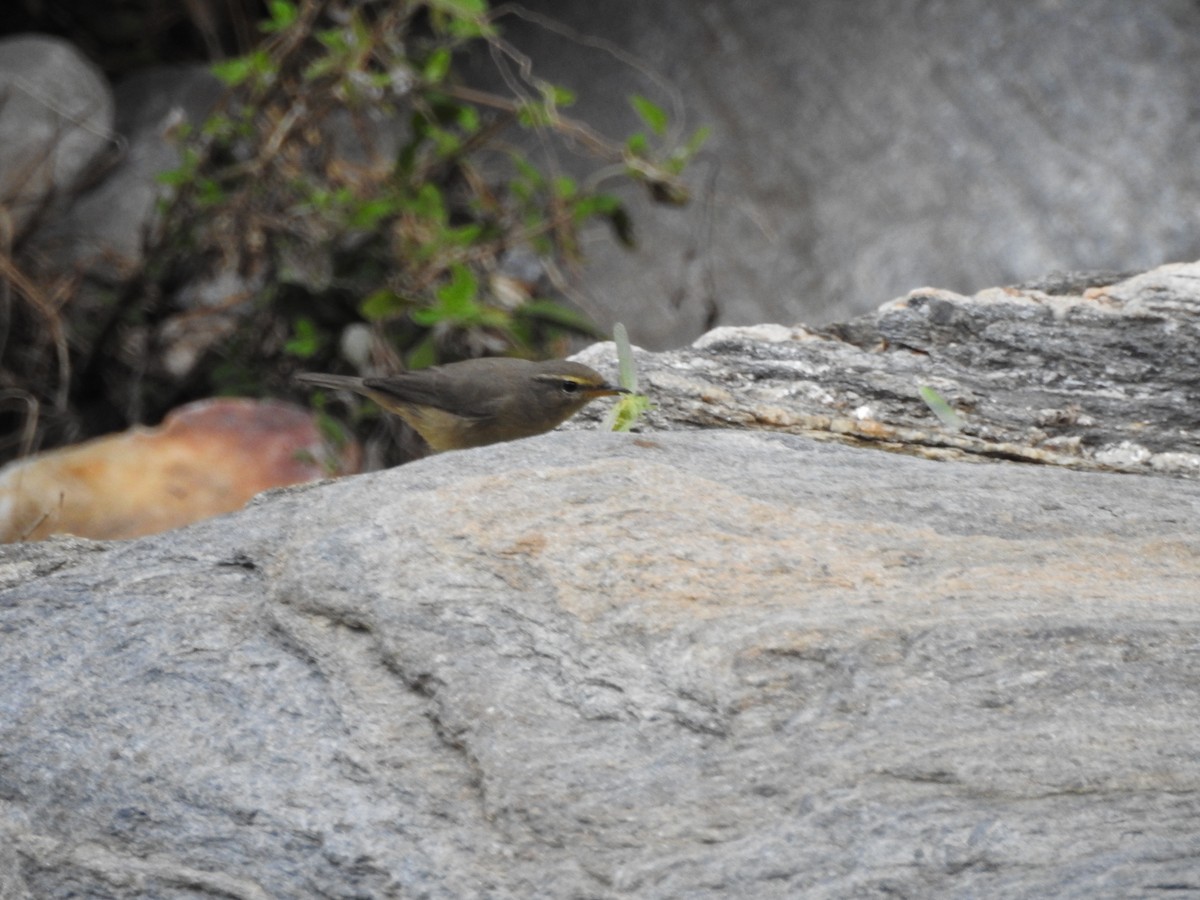 Sulphur-bellied Warbler - ML623425024