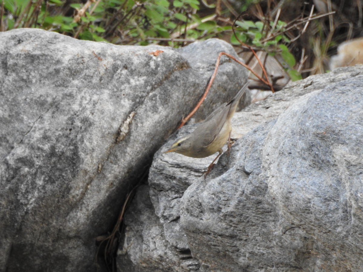 Sulphur-bellied Warbler - ML623425025