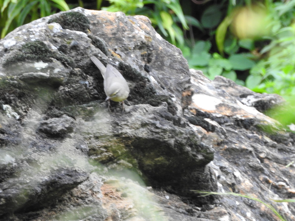 Mosquitero del Pamir - ML623425026