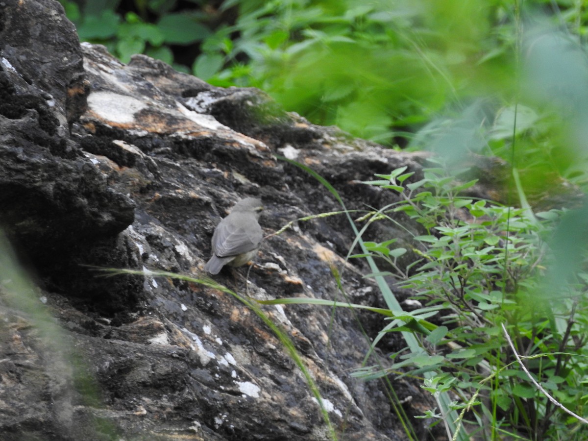 Sulphur-bellied Warbler - ML623425027