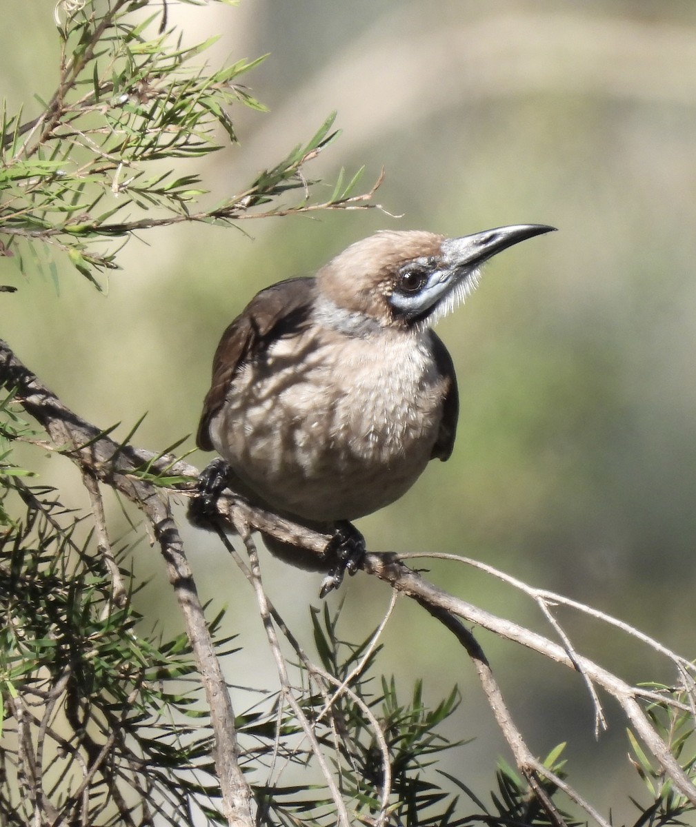 Little Friarbird - Maylene McLeod