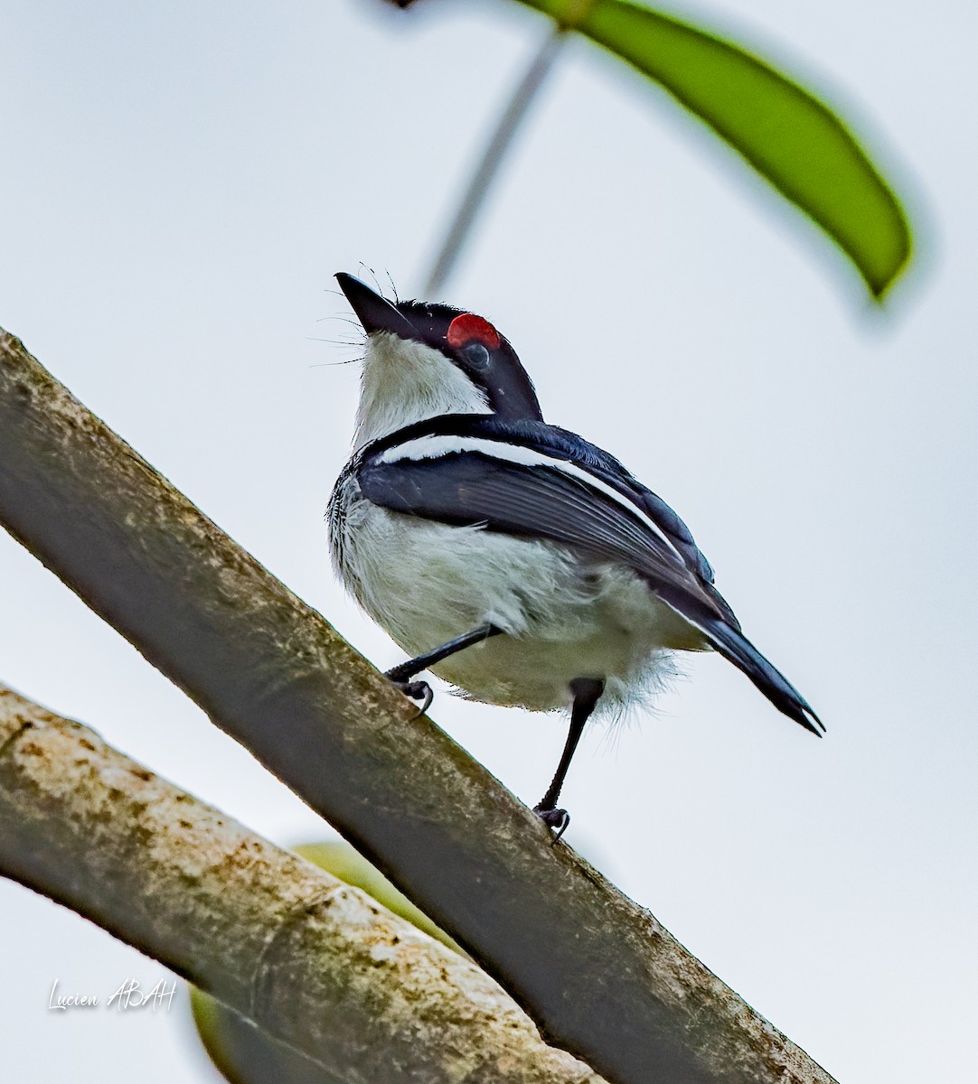 Brown-throated Wattle-eye - lucien ABAH