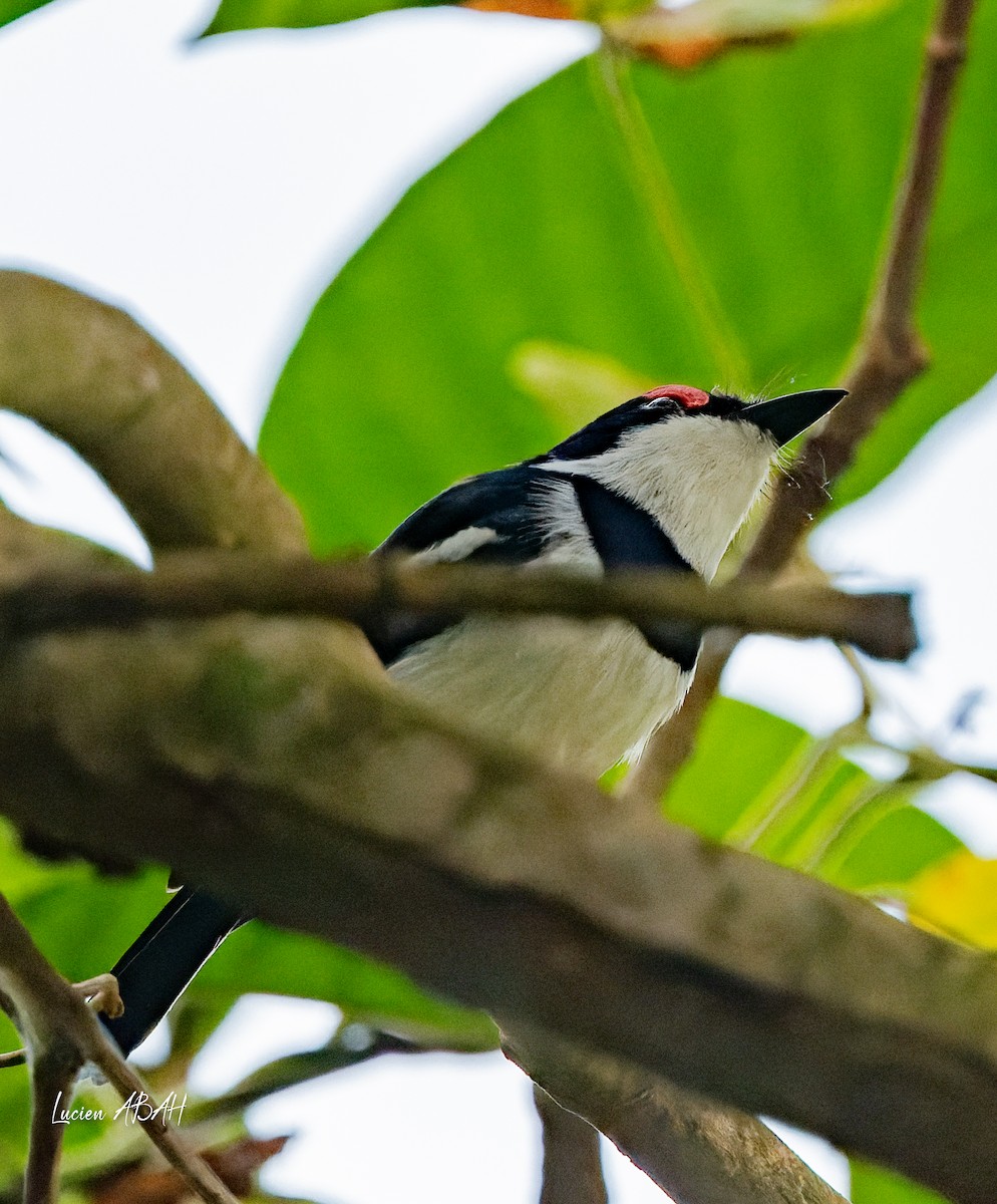 Brown-throated Wattle-eye - ML623425040