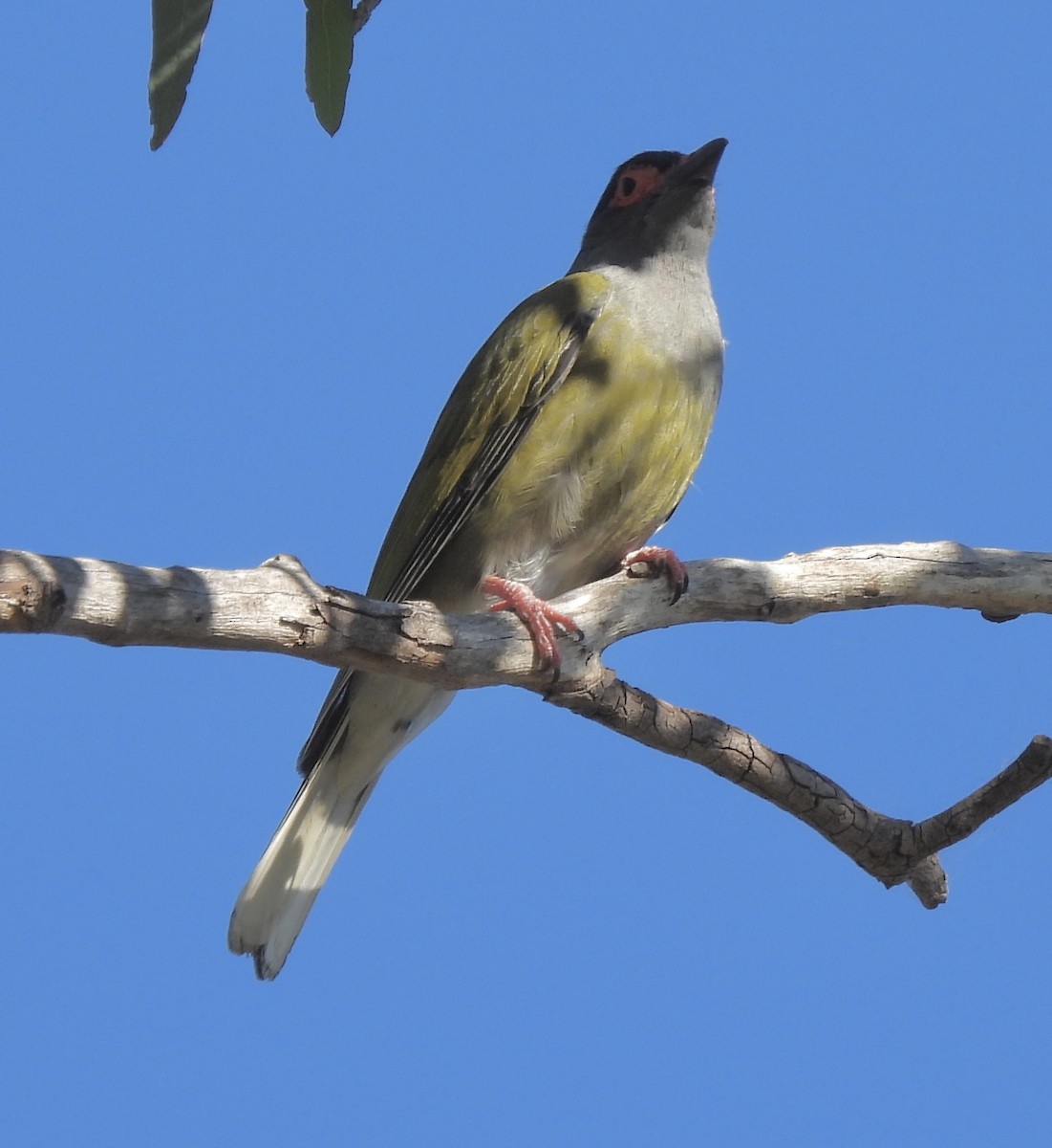 Australasian Figbird - ML623425069