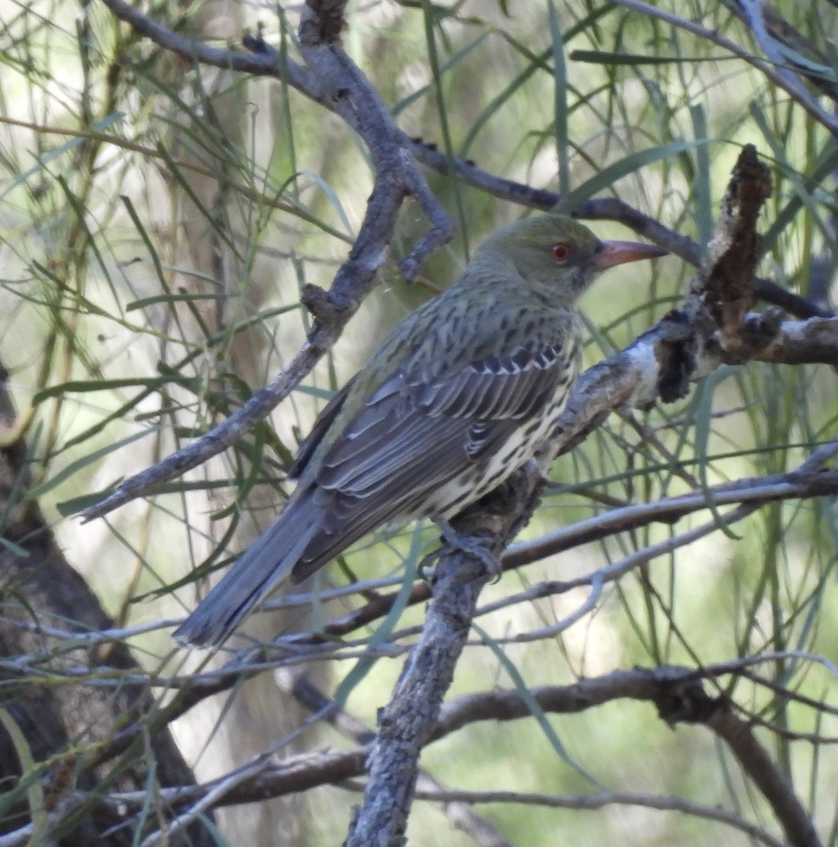 Olive-backed Oriole - Maylene McLeod