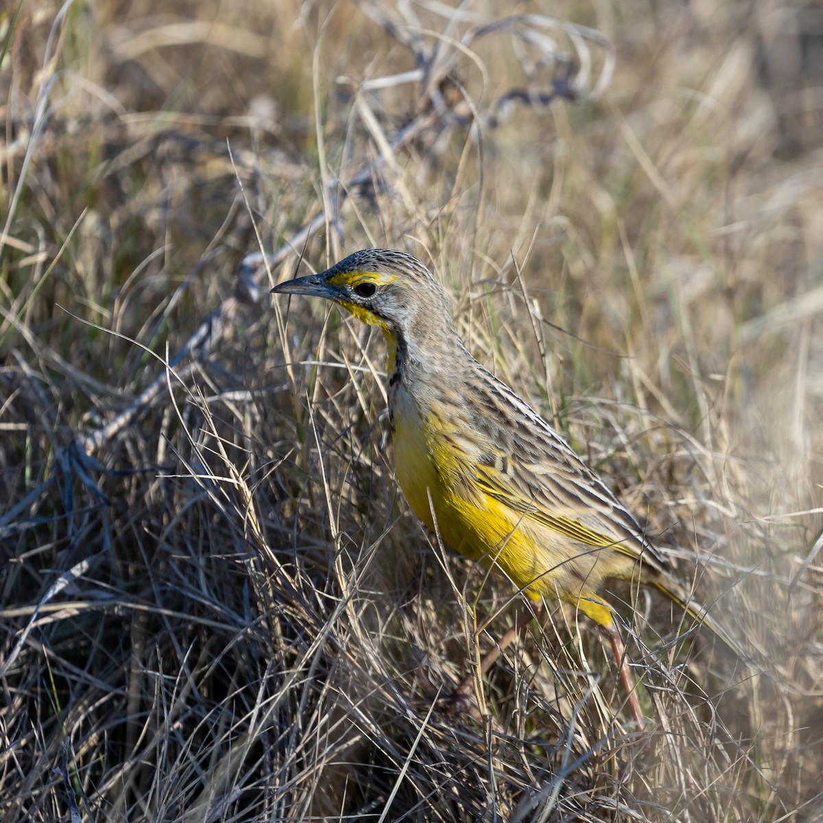 Yellow-throated Longclaw - ML623425083