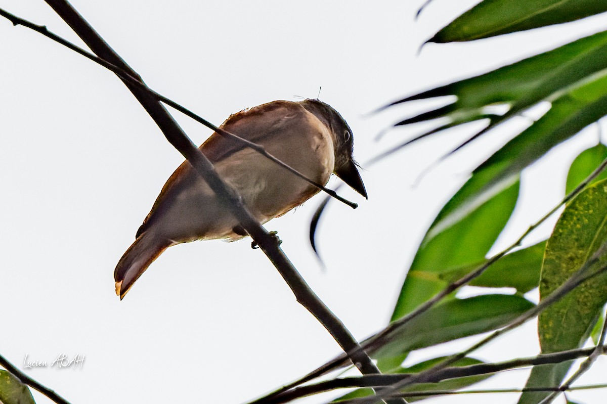 Black-and-white Shrike-flycatcher - ML623425086