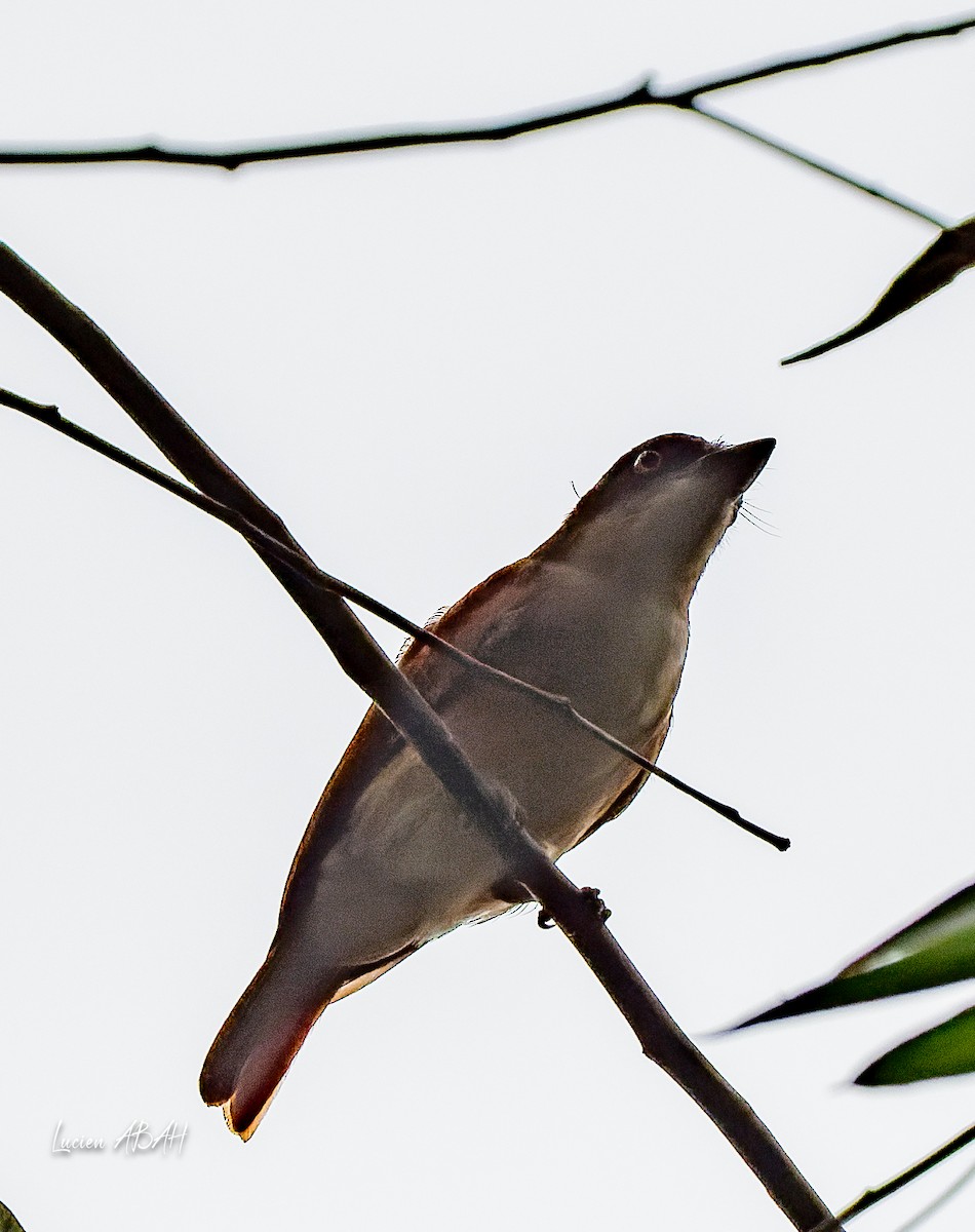 Black-and-white Shrike-flycatcher - ML623425087