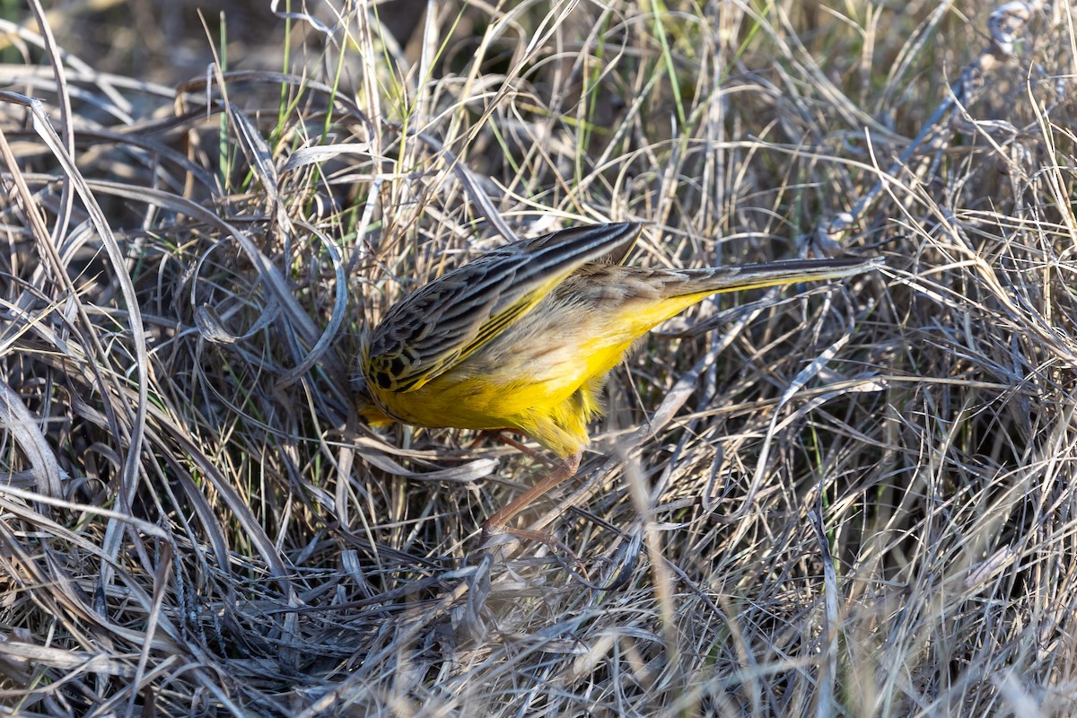 Yellow-throated Longclaw - ML623425090