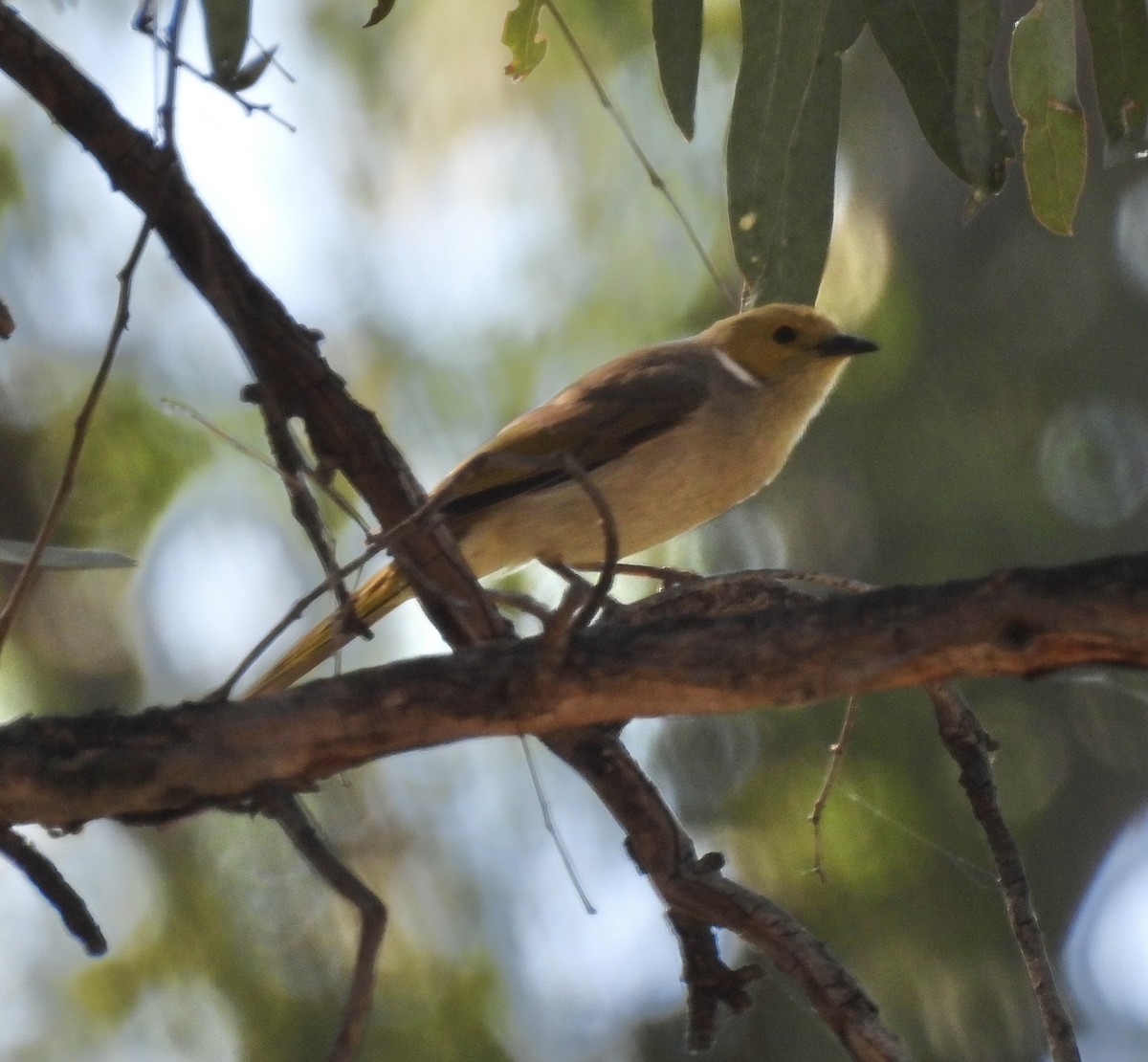 White-plumed Honeyeater - ML623425093