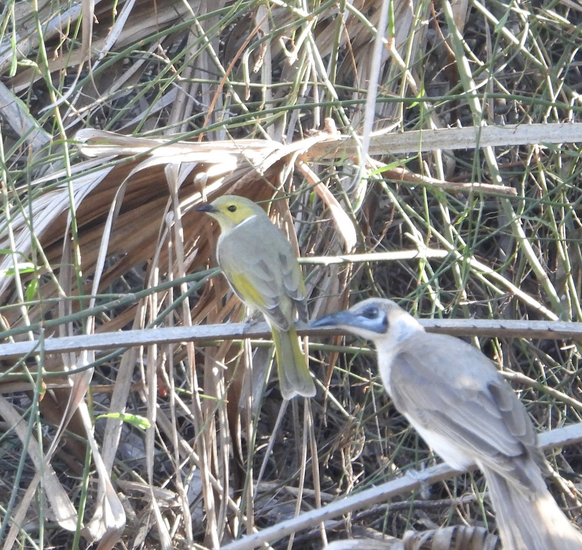 White-plumed Honeyeater - ML623425106