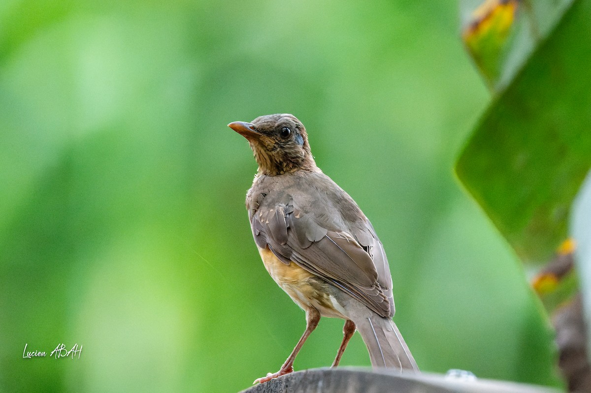 African Thrush - ML623425114