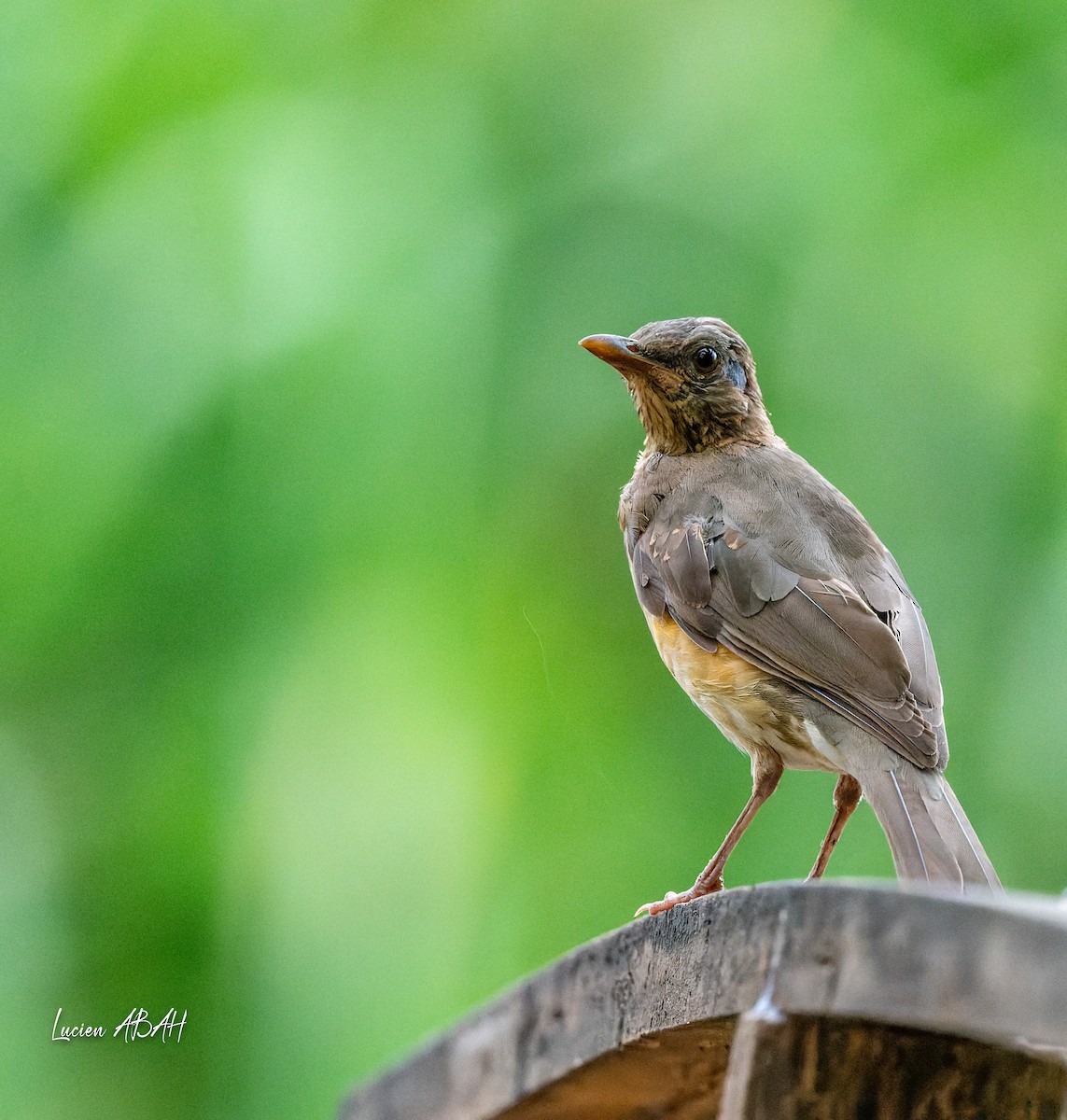 African Thrush - ML623425116