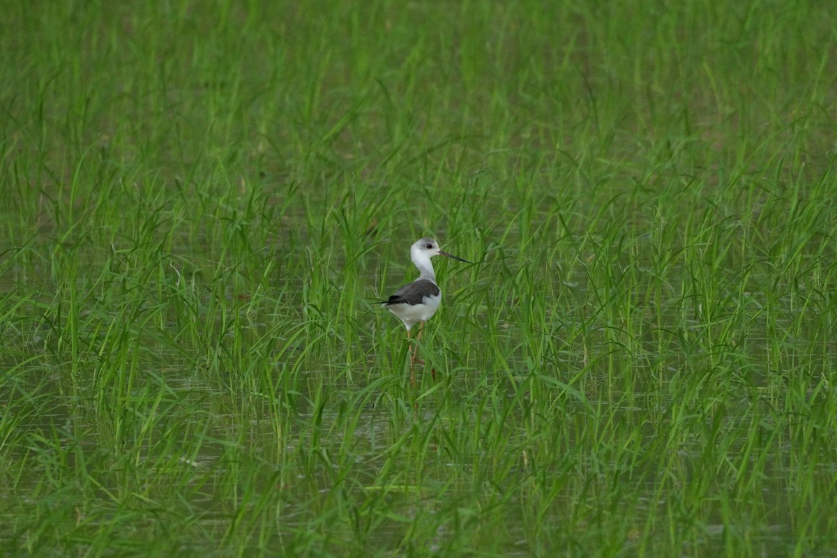 Black-winged Stilt - ML623425169