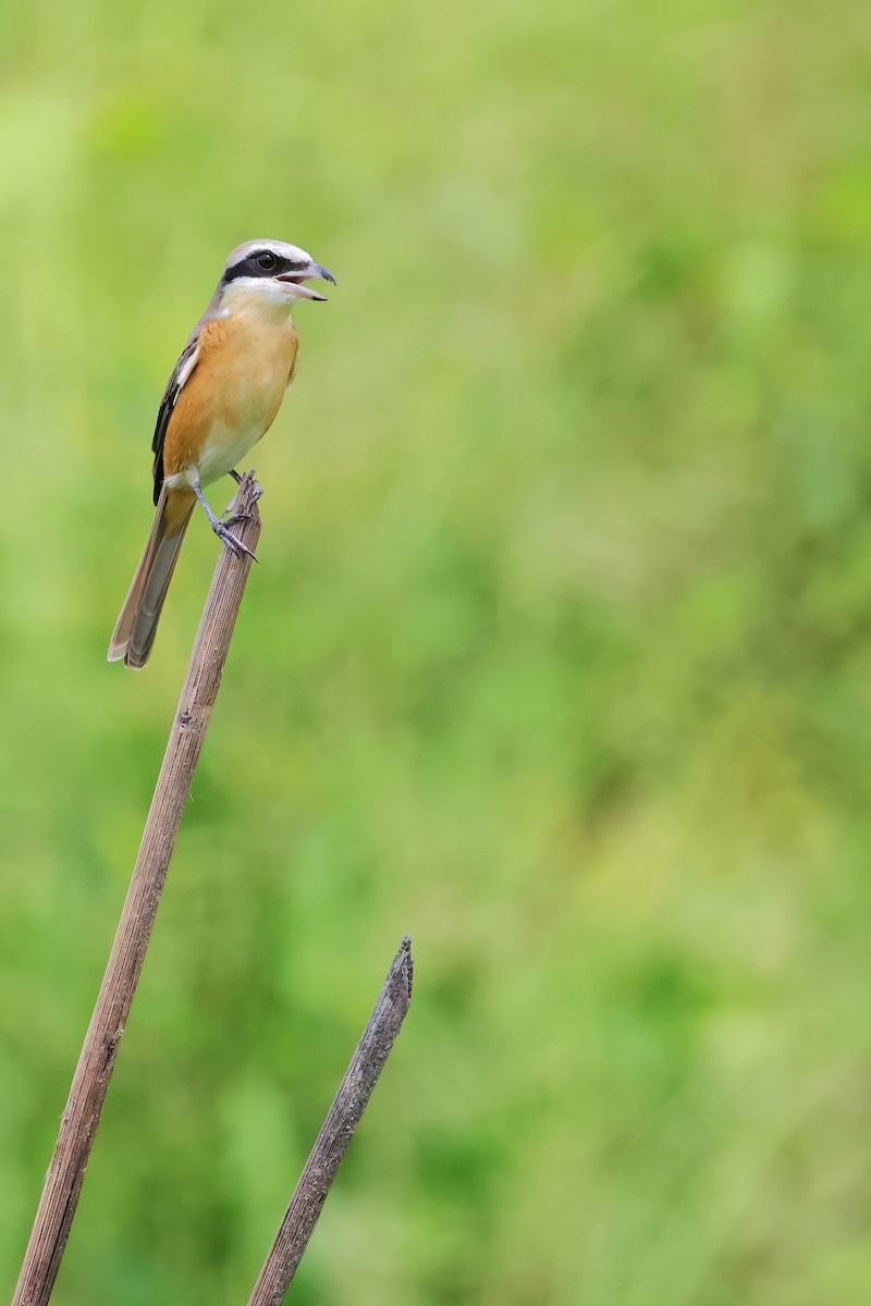 Brown Shrike - ML623425180