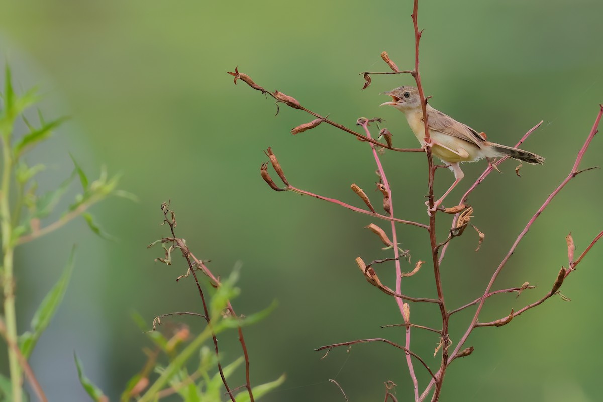 Golden-headed Cisticola - ML623425181