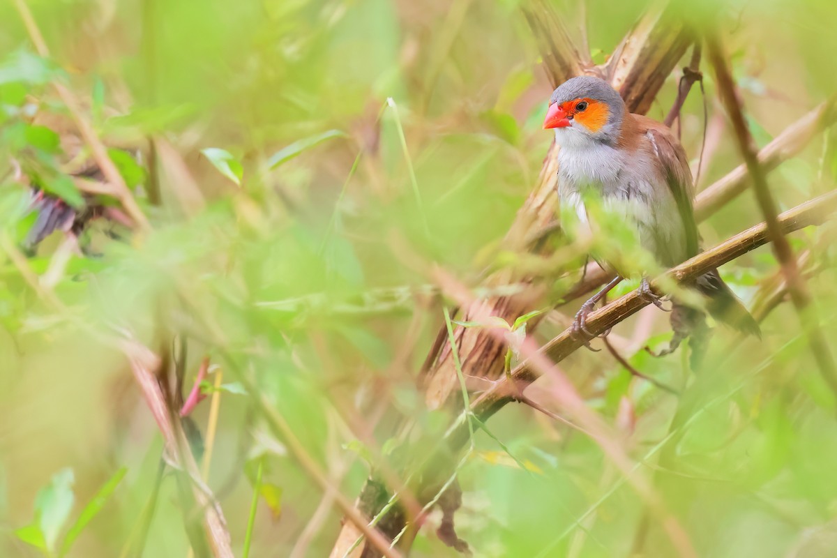 Orange-cheeked Waxbill - ML623425183