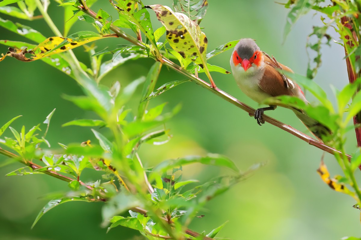 Orange-cheeked Waxbill - ML623425184