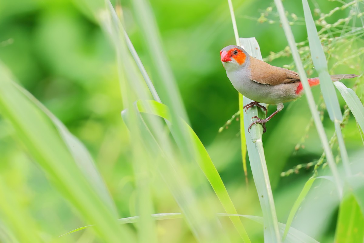 Orange-cheeked Waxbill - ML623425185