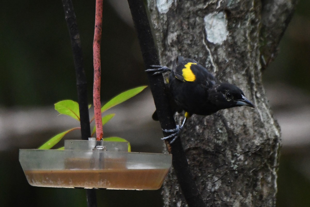 Cuban Oriole - Mário Estevens