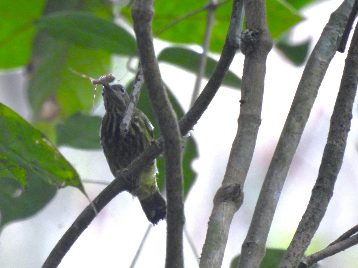 Pin-striped Tit-Babbler - ML623425199