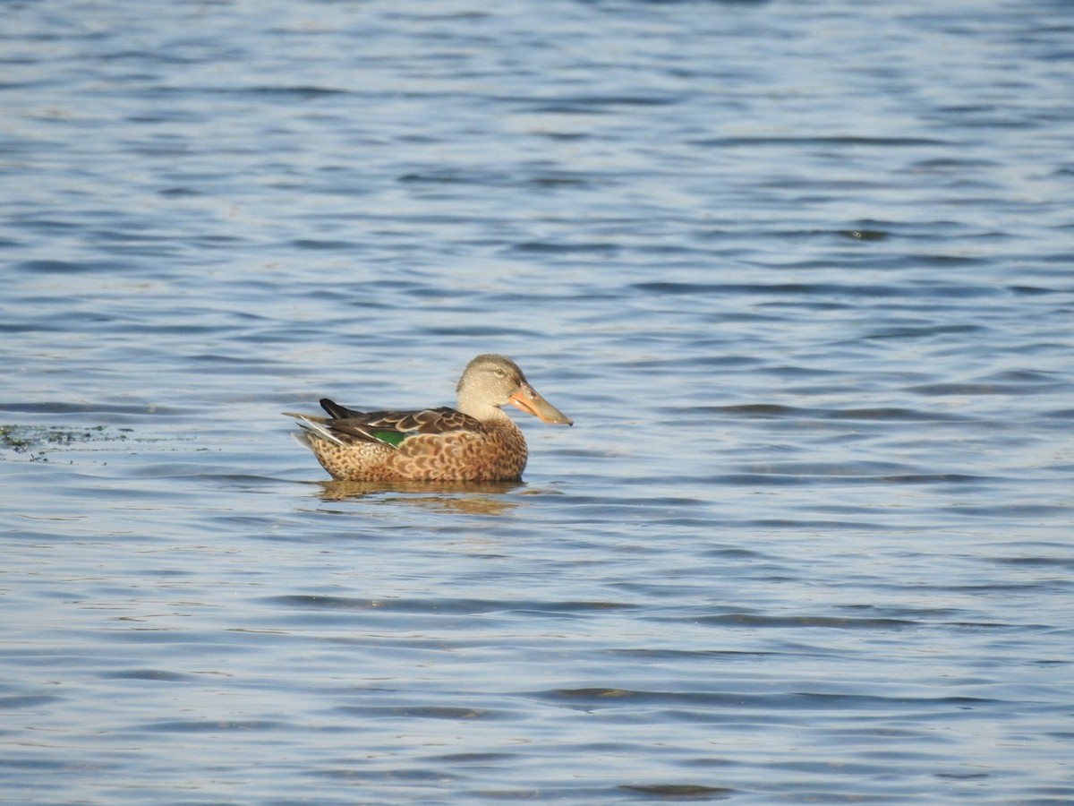 Northern Shoveler - Anonymous