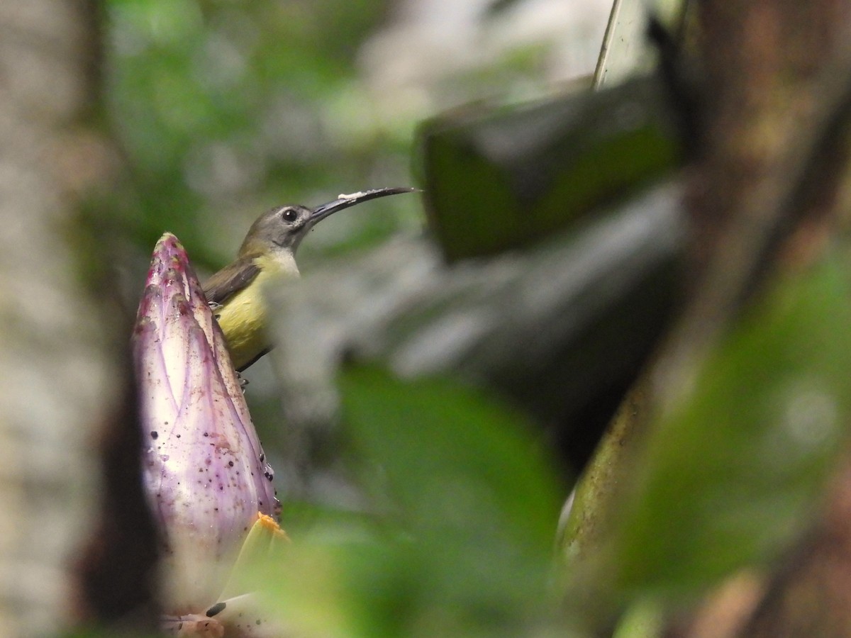 Little Spiderhunter - ML623425245