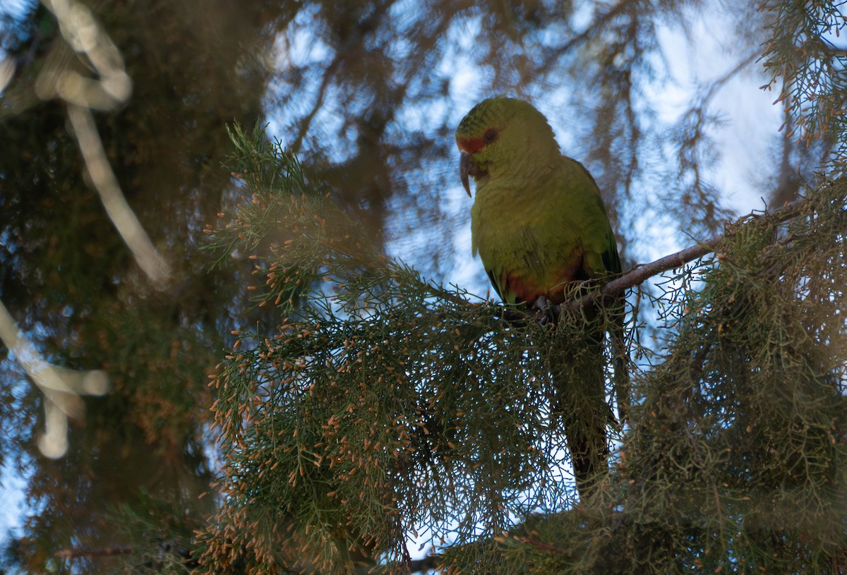 Slender-billed Parakeet - ML623425249