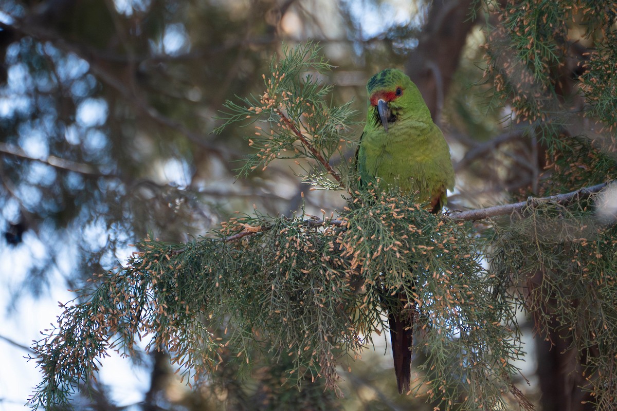 Slender-billed Parakeet - ML623425250