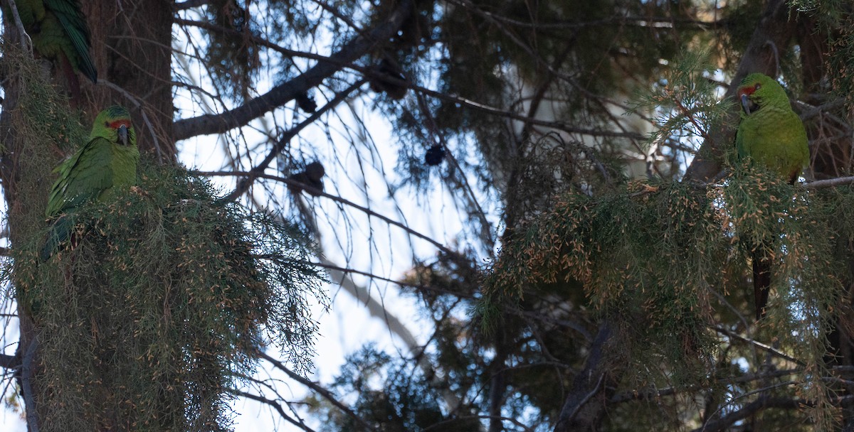 Slender-billed Parakeet - ML623425251