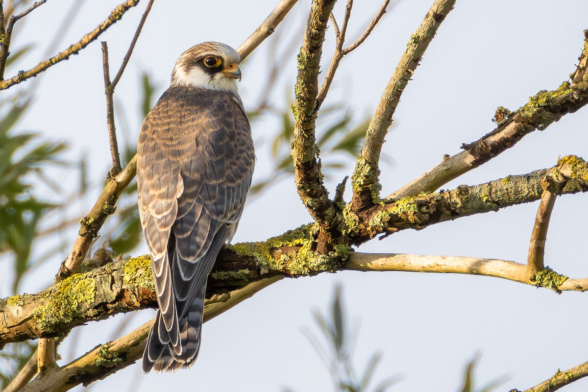 Red-footed Falcon - ML623425284