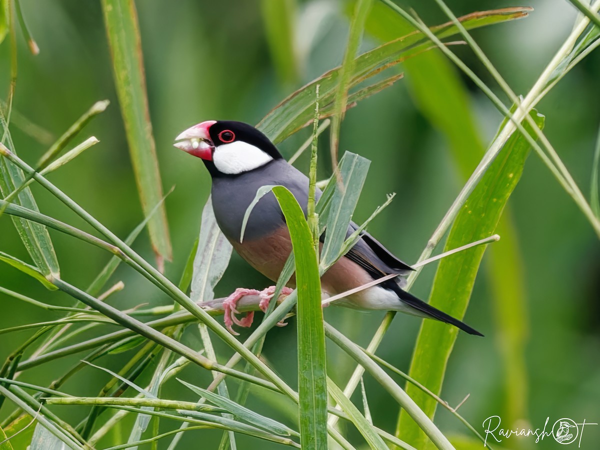 Java Sparrow - ML623425289