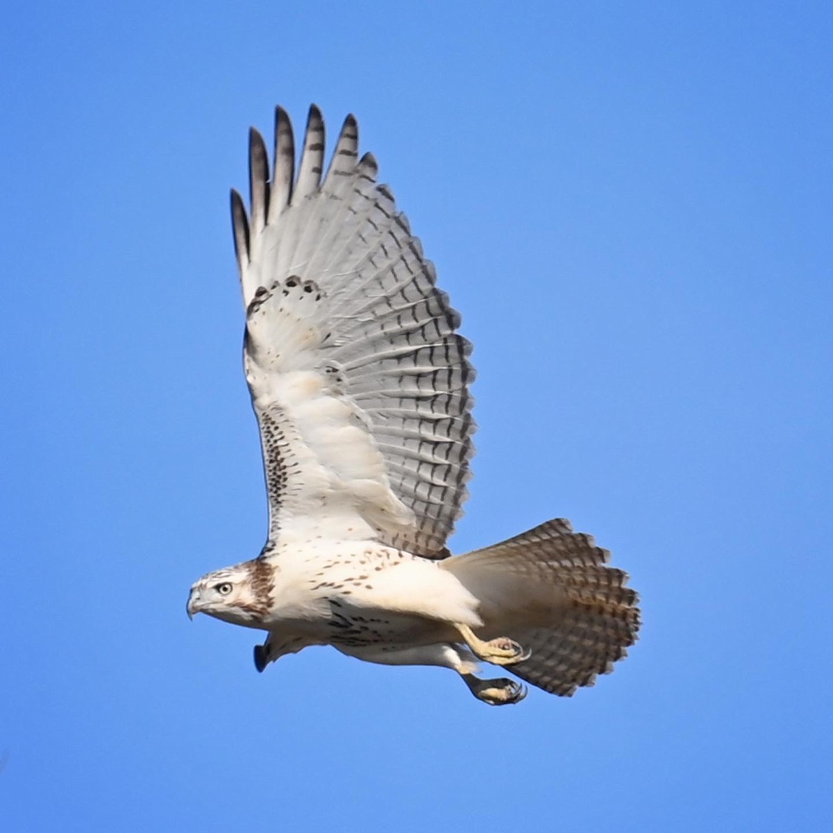 Red-tailed Hawk (Krider's) - ML623425332