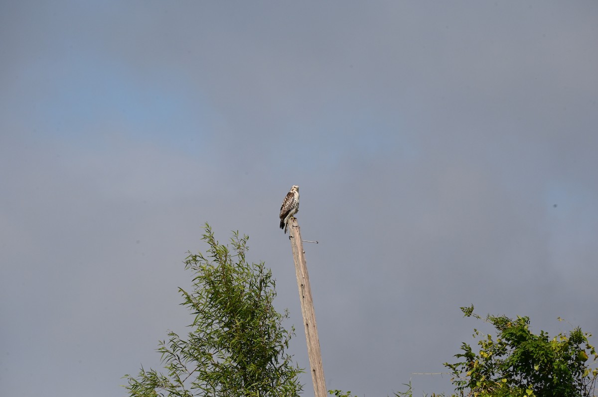 Red-tailed Hawk (Krider's) - ML623425334