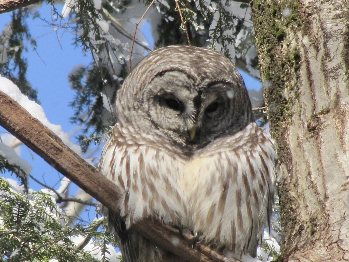 Barred Owl - ML623425337